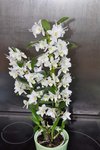 Dendrobium nobile