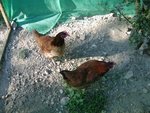 poules.jpg