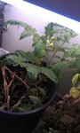 mon pied de roma planté en octobre