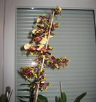 orchidee 2 028.JPG