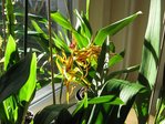 orchidee 2 006.JPG