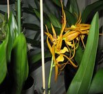 orchidee 2 004.JPG