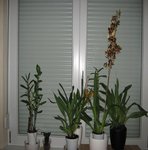 orchidee 2 001.JPG