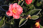 'Kanjirô'