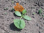 un de mes plants fin mai! semis direct en place le 17 mai