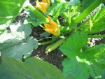 ici l'on voit bien une fleur mâle et la femelle avec  la petite courgette!