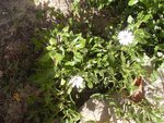 marguerites.jpg