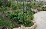 potager 2009.jpg
