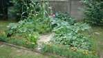 potager2010bis.JPG
