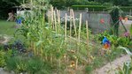 potager2010ter.JPG