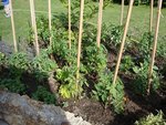 potager2011.jpg
