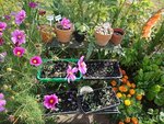 potager2011bis.jpg