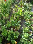 potager2011ter.jpg