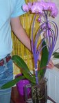 Photo de mon orchidée le 17 novembre 2011