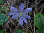 fleur-2.jpg