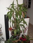 SDC15590.JPG