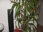 SDC15592.JPG