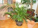 Areca.JPG