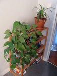 le pothos je l'ai bouturé plein de fois, ca pousse tellement vite et bien!