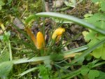 crocus.JPG