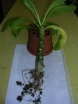 DSCN4949.JPG
