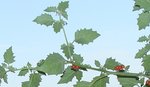 DSC01521 plant detaille.jpg