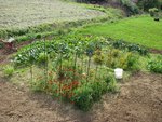 Ca a un peu poussé. Notez qu'on est pas des adeptes du jardin parfait sans mauvaises herbes.