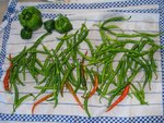 Récolte de la totalité des poivrons, et de piments.