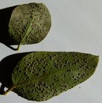 Eucalyptus dessous feuille.jpg