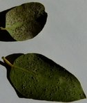 Eucalyptus dessus feuille.jpg