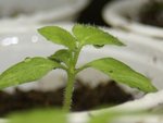 rocoto