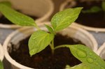 habanero 250112.jpg