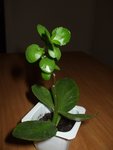 DSCF7588.JPG