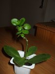 DSCF7590.JPG
