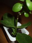 DSCF7591.JPG