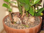 IMG_0004.jpg