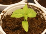 7pods 270112.jpg