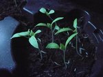 aubergines.jpg