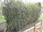 DSCN0706.JPG