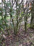 DSCN0708.JPG