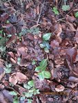 2012-01-12 camélia 4x.jpg