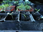 aubergines 2012.jpg