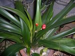 clivia.jpg
