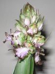 Fleur1.jpg