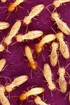 250px-Coptotermes_formosanus_shiraki_USGov_k8204-7.jpg