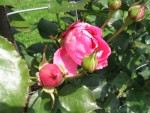 IMG_2672.JPG