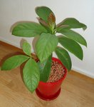Avocatier Janvier 2012.jpg