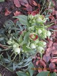 2012-01-29 hellebore fétide x.jpg
