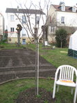 Pommier.jpg