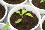 black scorpion tongue 300112.jpg